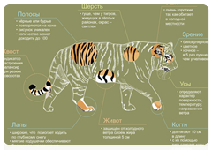 Амурский тигр. Биологические особенности самого северного тигра