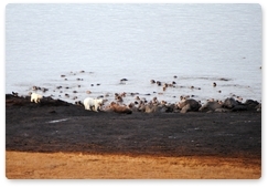Polar bears and walruses on Cape Kozhevnikov