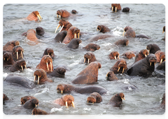 Pacific walruses
