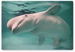 Diver records video of beluga encounter off Russky Island