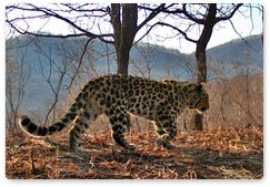 Госкорпорация «Росатом» дала имя безымянному леопарду