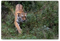 В Московском зоопарке можно будет пройти по следам амурского тигра