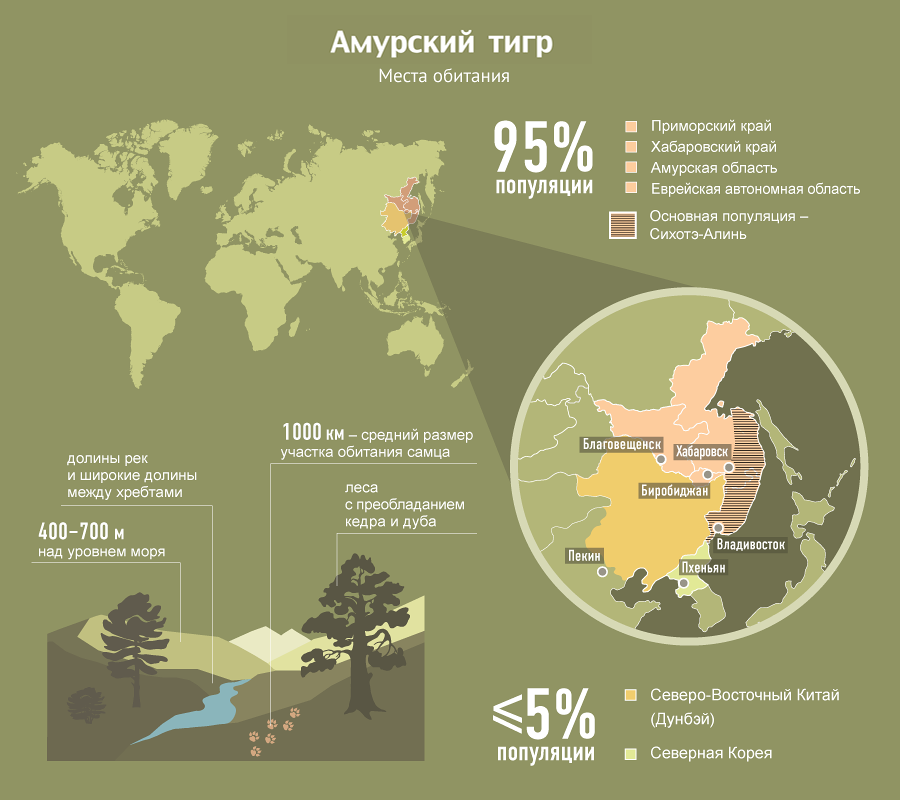 Карта обитания тигров в россии