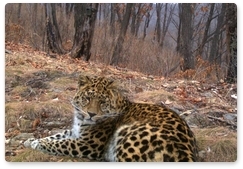 Редкие кошки на «Земле леопарда» не испытывают стресса