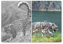 Altai expedition discovers images of seven snow leopards