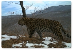 Meet Meamur the leopard
