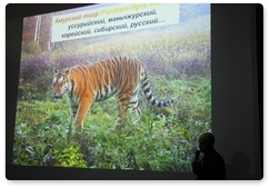 Гостей фестиваля РГО познакомили с амурским тигром