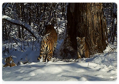 Zolushka and her cubs caught on camera in the Bastak Nature Reserve