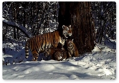 Тигрица Золушка стала мамой двоих котят