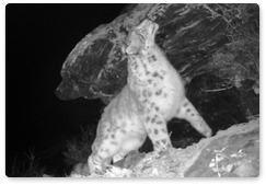 Camera traps spot young snow leopard in Altai