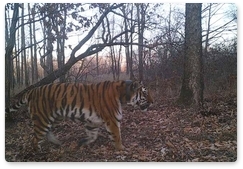 Tigers Borya and Svetlaya meet in Zhuravliny Sanctuary