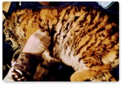 Amur tiger cub rescued in Russia’s Primorye