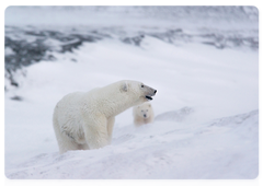 Polar Bear birthday marked on 29 December