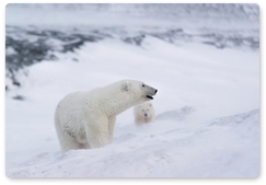 Стартовали две экспедиции для изучения белых медведей в Арктике