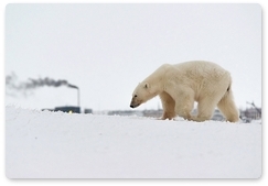 Polar bear incident site still off limits to investigators