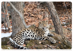 Bary the leopard. Photo by Nikolai Zinovyev