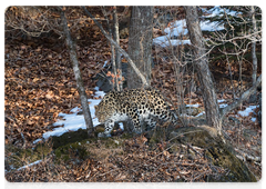 Леопардесса Бэри. Фото Николая Зиновьева