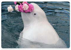The beluga, or white whale