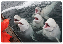 White whales in an open sea pen in Russia’s Far East