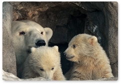 Россия и Норвегия будут развивать сотрудничество в деле сохранения белого медведя