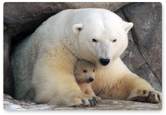27 февраля отмечается день хозяина Арктики