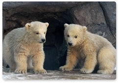 Polar bear cub finds a new home at the Moscow Zoo