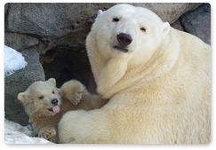 Белые медведи как индикаторы экосистемы Арктики