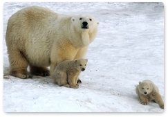 Do polar bears have a future in today’s changing world?