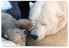 В России и Норвегии пересчитают белых медведей