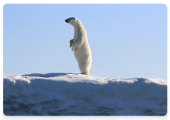 Polar bears often stand on their hind legs. In this photo, an adult male rises to get a better look at a newcomer in his territory. Photo © Nikita Ovsyanikov