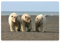 Wrangel Island. A mixed family of polar bears – a mother with a two-year-old cub and a young female possibly from a previous litter – walk along a shingle spit on Cape Blossom. There are quite a few such mixed families, which is evidence of how social polar bears are. Photo © Nikita Ovsyanikov