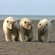 Wrangel Island. A mixed family of polar bears – a mother with a two-year-old cub and a young female possibly from a previous litter – walk along a shingle spit on Cape Blossom. There are quite a few such mixed families, which is evidence of how social polar bears are. Photo © Nikita Ovsyanikov
