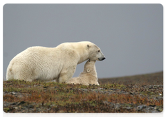 Wrangel Island. A female polar bear with a cub from her latest litter in the tundra. Polar bears are very good mothers. When the ice melts off Wrangel Island in summer, they live on the island until winter. Adult males prefer to live on the shore, while females go deeper into the tundra, where they feel more comfortable. Photo © Irina Menyushina