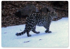 Trail camera captures new images of Bary the leopard cub