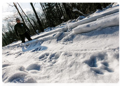 Recording snow tracks is the traditional method of counting tigers