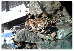 First ever video of leopard mating rituals