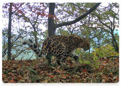 Meet Nerussa, the female leopard