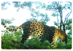 Nerussa, the female leopard