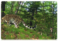Nerussa, the female leopard