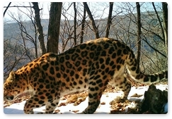 Знакомьтесь: леопардесса Нерусса