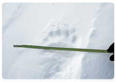 Polar bear track
