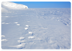 Polar bear tracks on the Medvezhyi Islands archipelago
