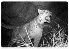 Photos of a female snow leopard with her cubs and Mongol the snow leopard taken by a trail camera