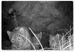 Behaviour of young snow leopards to be monitored in Sayano-Shushensky Reserve