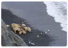 Polar bears eating a walrus on Wrangel Island. Although they hunt alone, polar bears usually share walrus carcasses. Such behaviour increases the chances of their survival and of the survival of the population as a whole in the harsh Arctic environment