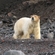 An adult polar bear on Vilkitsky Island near a walrus rookery. After feeding on a walrus, a polar bear’s face and head is bright red with blood.  The blood washes off for the most part after entering the water, but the fur on their heads remains a yellowish-pink colour for several days. It is easy to spot a polar bear that recently fed