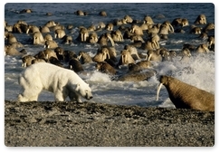 Белые медведи и моржи: эволюционные пути двух гигантов Арктики
