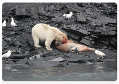 A young polar bear finds a walrus carcass. On Wrangel Island polar bears find walrus carcasses very quickly and leave nothing to waste. A polar bear that finds a dead walrus is usually shortly joined by others, as the wind spreads the smell fast