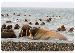 Walruses group together before exiting the water. To reach a rookery, first walruses group together near the shoreline and watch the coast for polar bears for a long time. When they feel safe, the stronger adults start leaving the water. Their sounds attract all the other walruses in the area and the rookery starts to grow rapidly