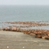 Formation of a rookery on Wrangel Island. Walruses carefully choose the location of their rookeries. They should have certain features and be near their feeding grounds on the seabed